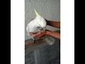 Download Lagu Melatih burung kakatua#Menjinakan#bisa bicara#kakatua#