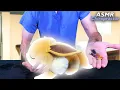 Download Lagu ASMR Chiropractor Evolves Your Eevee | CLOSE Up Whispers