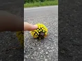 The dome on this beetle isn t camouflage it s a warning flare