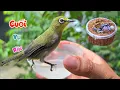 Download Lagu Hôm Nay Lại Thử Tắm Bát Cho Thằng Ti Và Thu Hoạch Hết Những Chú Choè Non Cuối Vụ / Quế Nghịch