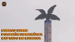 Impactante - Cuervo sufre posesión demoníaca Captado en camara 2025