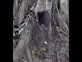 Download Lagu Tikus vs ular. Sempat ada perlawanan sengit