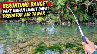 BERUNTUNG SEKALI MANCING MENGGUNAKAN UMPAN LUMUT DAPAT PREDATOR AIR TAWAR #LM37