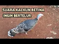 Lagu Suara ayam kalkun betina ingin bertelur (ayam kalkun)