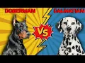 Doberman Vs Dalmatian Which One Is Best
