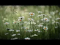 We'll Never Have Sex - Leith Ross (Lyric Video)