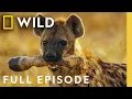 Lagu Battle for Supremacy (Full Episode) | Savage Kingdom Compilation | Nat Geo Animals