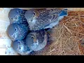 Download Lagu Tiny, Fluffy Bluebirds in My Nest Box Make the Sweetest Sounds! MP3
