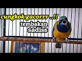 cucak cungkok gacor tembakan sadis
