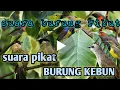 Download Lagu suara pikat semua jenis burung kebun | RIBUT