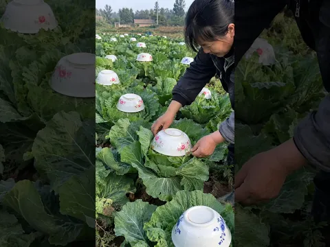 पत्तागोभी पर कटोरे क्यों 😲 #cabbage