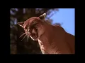 Download Lagu Den Utrolige Reisen - Puma jakter på Shadow og Sjans (HD)