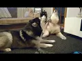 Guaranteed To Make Your Dog Howl - 10 Types Of Howl With Translation