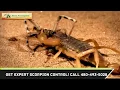 Scorpion Control Mesa AZ 480-493-5028 Ozone Pest Control