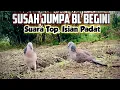 Download Lagu Sudah Susah Bertemu Tekukur Bagus Begini, Suara Menguku Mantab, Isian Padat..