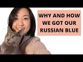 Getting a Russian Blue kitten Our experience reputable breeders