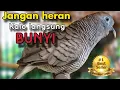 Lagu Perkutut lokal gacor jangan heran langsung bunyi