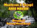Download Lagu SUARA MASTERAN BURUNG ANIS MACAN | SUARA TERAPI BURUNG ANIS MACAN