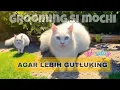 Download Lagu 🐱 \