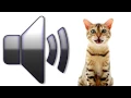 Download Lagu Cat Meowing - Sound Effect - Download