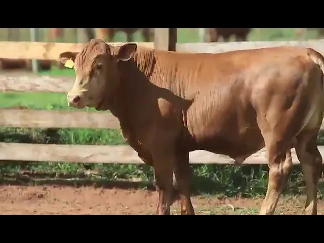 Órius 160 aldeia fiv