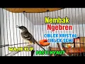 Download Lagu Pancingan Ciblek semi dan ciblek kristal Agar cepat bunyi dan ngebren