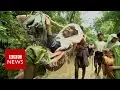 In the jungle with Rohingya refugees feeling Myanmar - BBC News