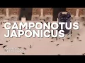 Lagu Camponotus japonicus: la mente colectiva de la hormiga carpintera japonesa 🧠🐜