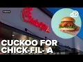 Cow Costumes Long Lines Mark Chick-fil-A s Chico Debut