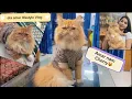 Lagu Cherry's Winter lifestyle😻Cute Cat😻#cat #funny #dress #comedy #love #gift #catlovers #pets 