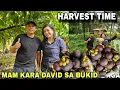 Download Lagu Pag Harvest ni mam Kara David  ng Mangoesteen sa bukid WOW...Mamaya na sa PINAS SARAP 8:15  sa Gtv 