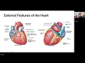 The Heart and Cardiovascular Function - Chapter 18 AP2