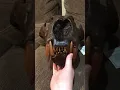 My dire wolf skull review