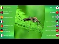 Insect Sounds: Common House Mosquito