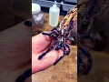 Download Lagu Tarantula. Poecilatheria Metallica. Gooty sapphire ornamental tarantula. Beautiful blues.