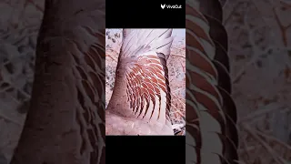 صوت حذاف شتوي وجوشم 