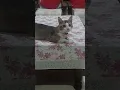 Download Lagu Remember samething #cat #catshorts  #catlovers #youtubeshorts