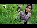 Download Lagu NOSTALGIA||SELINTING GANJA DITANGAN DJ REMIX