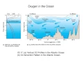 Oxygen and Carbon in the Ocean