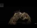 Largest Jumping Spider In The World BBC Earth