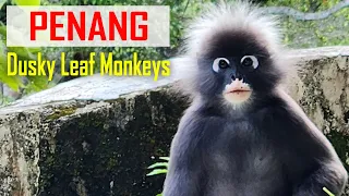 E199 – Sailing to Penang: Catching Fish, Cuts, and Dusky Leaf Monkeys