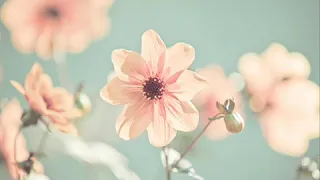 جزء تبارك القارئ الشيخ وديع اليمني 