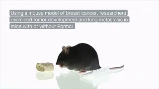 Uncovering the role of a progesterone receptor in breast cancer migration and metastasis