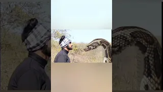 الثعبان يأكل الرجلThe Snake Eats The Man 