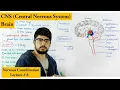 Brain structure and Function CNS