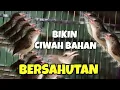 Download Lagu Pancingan cepat respon ciblek sawah ombyokan biar bunyi gacor nembak