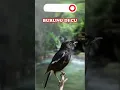 Download Lagu SUARA BURUNG DECU