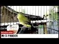 Download Lagu pleci mr xpander roll tembak