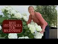 Final Highlight and Review of My Incrediball Hydrangea Full Maturity Stunning FlowerFantic