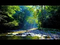 4K Forest River Nature Sounds - Gentle Stream, Birdsong & Sunlight | Relaxing Ambience for Sleep